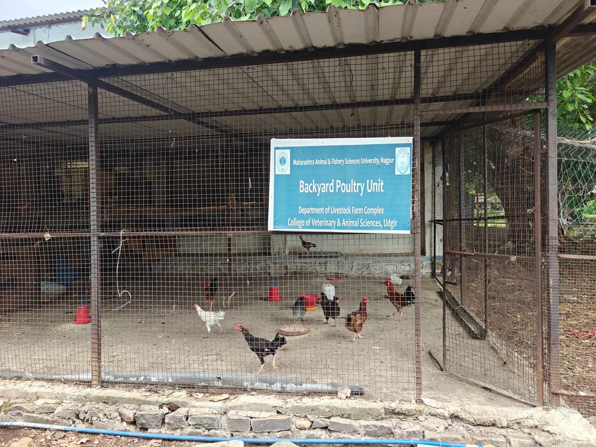 Livestock Farm Backyard Poultry Unit